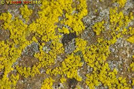 Attēlu rezultāti vaicājumam “Candelariella sp.”