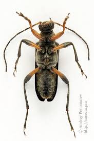 Attēlu rezultāti vaicājumam “Cortodera femorata”