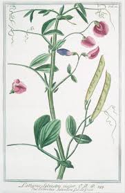 Attēlu rezultāti vaicājumam “Lathyrus sylvestris”