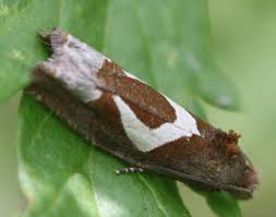 Attēlu rezultāti vaicājumam “Epiblema foenella”