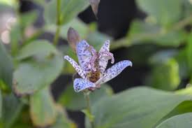 Image result for Tricyrtis `Black Beauty`