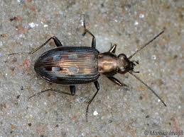 Attēlu rezultāti vaicājumam “Bembidion litorale”