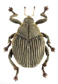 Attēlu rezultāti vaicājumam “Mononychus punctumalbum”