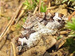 Attēlu rezultāti vaicājumam “Xanthorhoe biriviata”