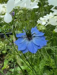 Image result for Nigella damascena