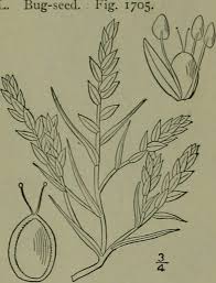 Attēlu rezultāti vaicājumam “Corispermum hyssopifolium fruit”