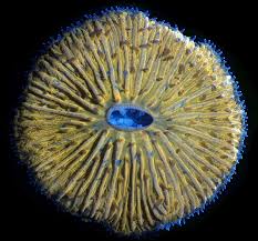 Attēlu rezultāti vaicājumam “Physarum bivalve young”