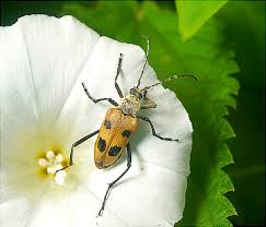 Attēlu rezultāti vaicājumam “Pachyta quadrimaculata”