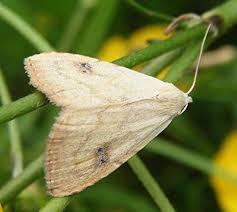 Attēlu rezultāti vaicājumam “Rivula sericealis”