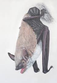 Attēlu rezultāti vaicājumam “Myotis dasycneme”