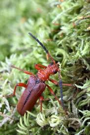 Attēlu rezultāti vaicājumam “Rhamnusium bicolor”