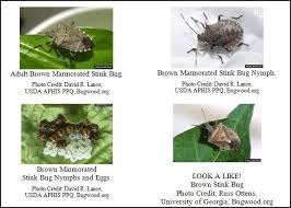 Attēlu rezultāti vaicājumam “Badhamiopsis macrospora”