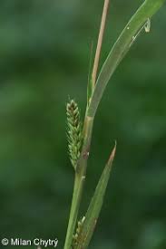 Attēlu rezultāti vaicājumam “Setaria viridis fruit”
