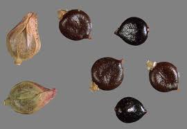 Attēlu rezultāti vaicājumam “Persicaria maculosa”