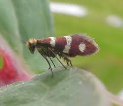 Attēlu rezultāti vaicājumam “Micropterigidae”