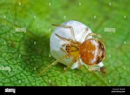 Attēlu rezultāti vaicājumam “Paidiscura pallens”