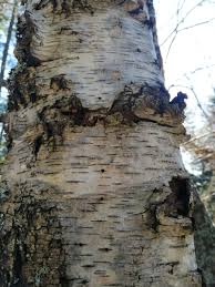 Attēlu rezultāti vaicājumam “Scolytus ratzeburgi”