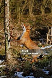 Attēlu rezultāti vaicājumam “Vulpes vulpes  adult”