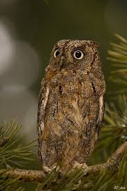 Image result for Otus scops