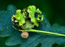 Attēlu rezultāti vaicājumam “gall”