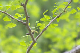 Attēlu rezultāti vaicājumam “Ginkgo biloba male flower”
