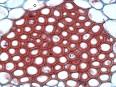 Tissue (biology) - Wikipedia, the free encyclopedia