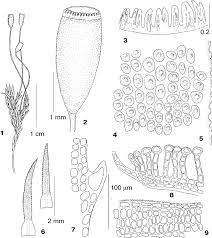 Attēlu rezultāti vaicājumam “Pogonatum dentatum”