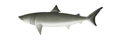 Image result for Cetorhinus maximus