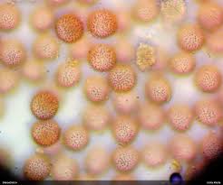 Attēlu rezultāti vaicājumam “Badhamiopsis scripta macro”