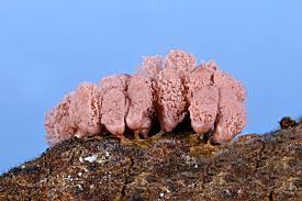 Attēlu rezultāti vaicājumam “Arcyria imperialis macro”