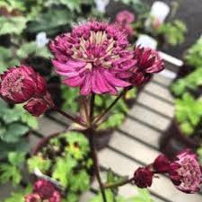 Image result for Astrantia majon `Abbey Road`