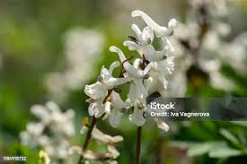 Attēlu rezultāti vaicājumam “Corydalis cava flower”