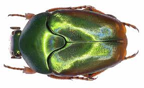 Attēlu rezultāti vaicājumam “Potosia cuprea”