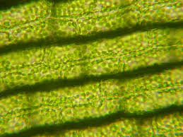 「水蘊草」的圖片搜尋結果