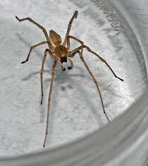 Attēlu rezultāti vaicājumam “Cheiracanthium sp.”