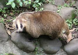 Attēlu rezultāti vaicājumam “Meles meles”