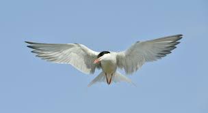 Attēlu rezultāti vaicājumam “Sterna hirundo adult”