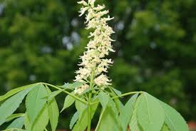 Attēlu rezultāti vaicājumam “Aesculus flava”