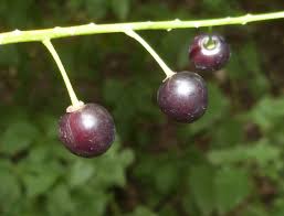 Attēlu rezultāti vaicājumam “Padus avium fruit”