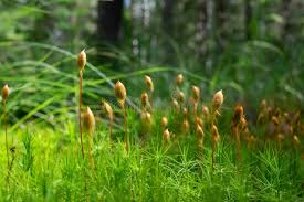 Attēlu rezultāti vaicājumam “Polytrichum juniperinum sporophyte”