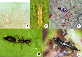 Attēlu rezultāti vaicājumam “Thysanoptera”