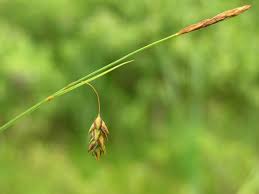 Attēlu rezultāti vaicājumam “Carex limosa”