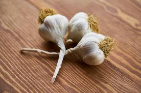 Attēlu rezultāti vaicājumam “Allium sativum”