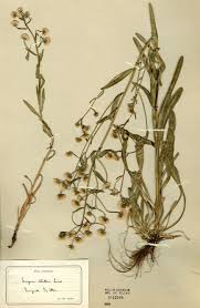 Attēlu rezultāti vaicājumam “Erigeron acris flower”