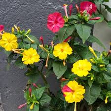 Image result for Mirabilis jalapa