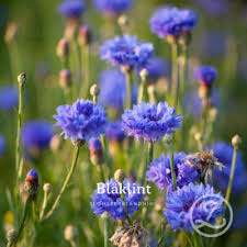 Image result for Dahlia x pinnata `Decorative Giants`