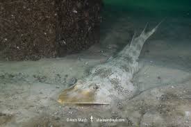 Image result for Pseudobatos lentiginosus