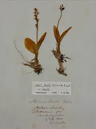 Attēlu rezultāti vaicājumam “Liparis loeselii fruit”