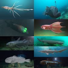 Image result for Rhizoprionodon longurio