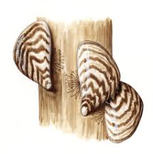 Attēlu rezultāti vaicājumam “Dreissena polymorpha”